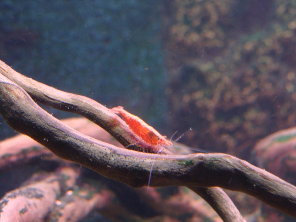 DSC04386_zpsctozas01.jpg
