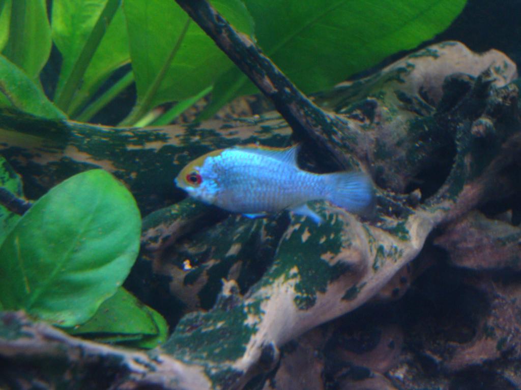 DSC04390_zpsilj655ns.jpg