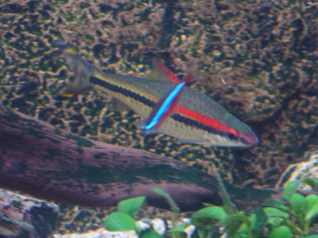 DSC04392_zpsn1lxmaa1.jpg