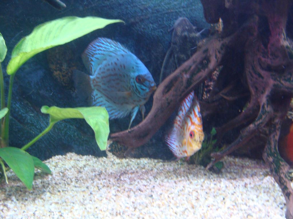DSC04398_zpsohx8wdfx.jpg