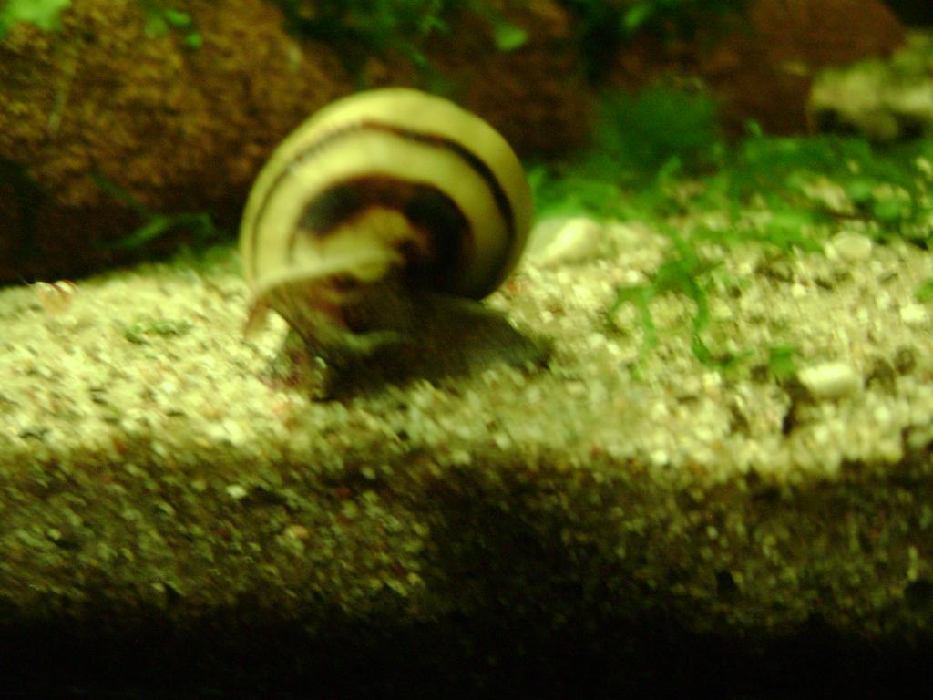 DSC08086_zpsdd7d9146.jpg