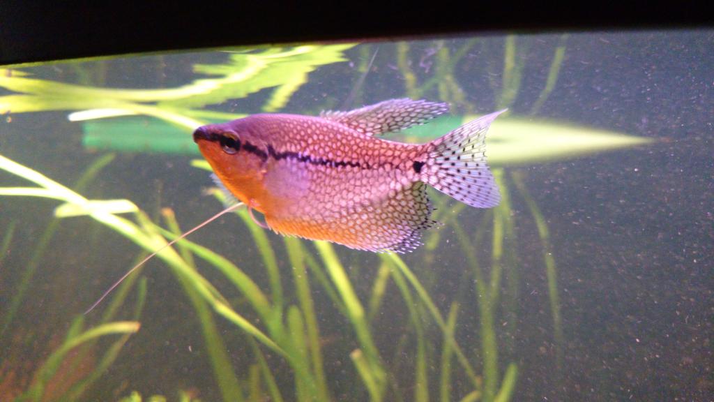 DSC_0013_zpsyusjymvf.jpg