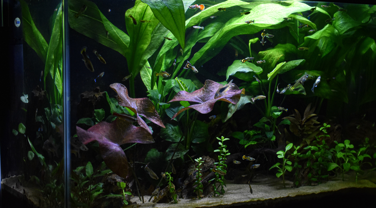 DSC_0039.jpg