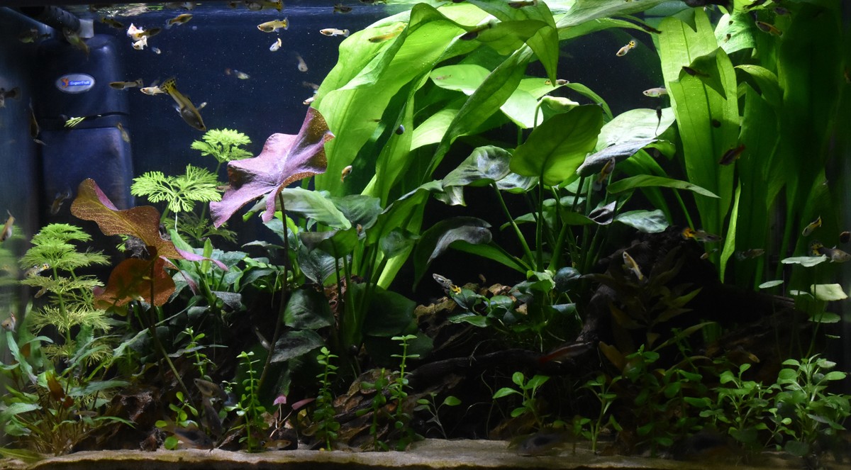 DSC_0069.JPG