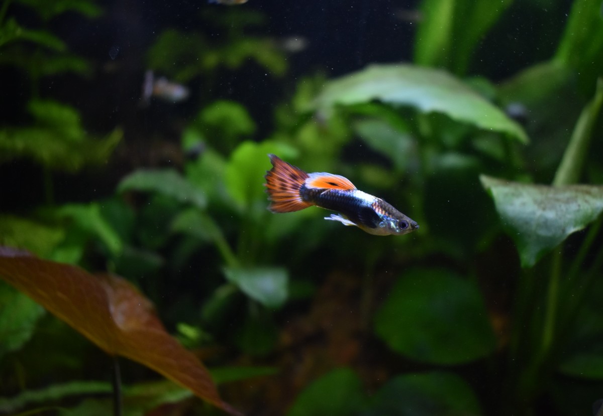 DSC_0104.JPG
