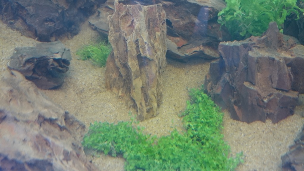 DSC_0120_zps48jgysv5.jpg
