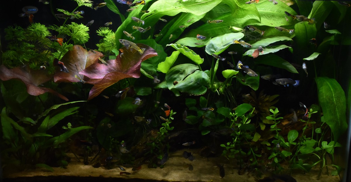 DSC_0186.JPG