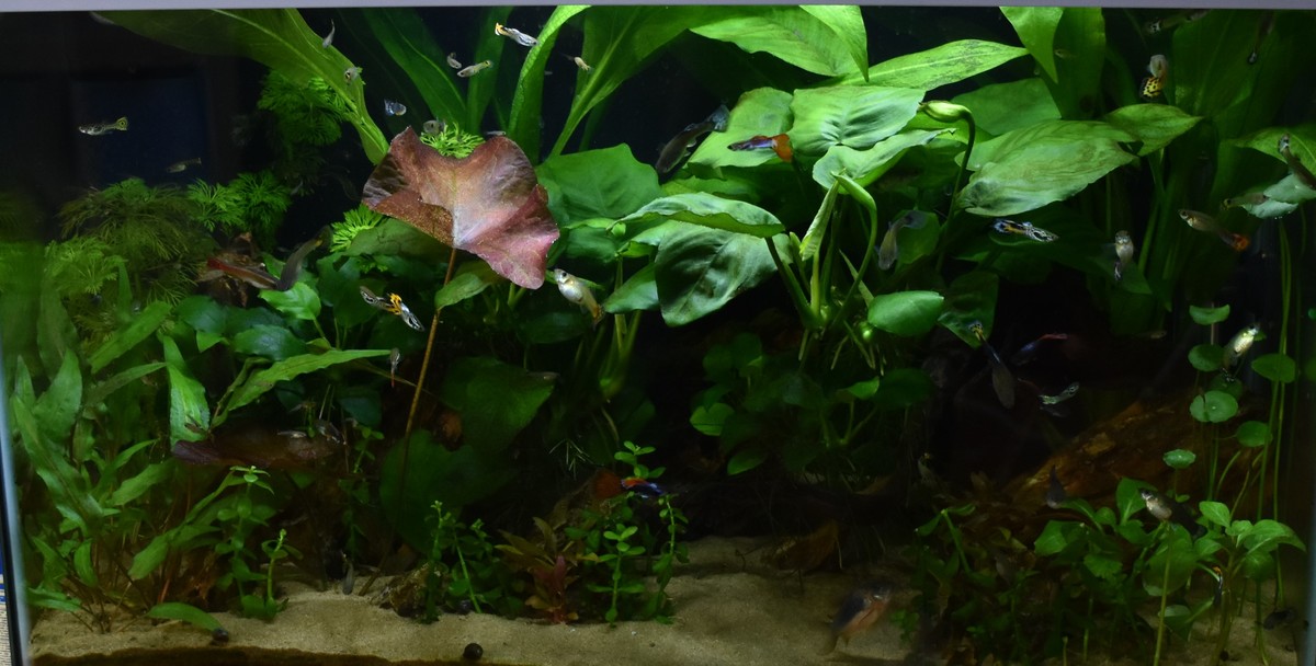 DSC_0213.JPG