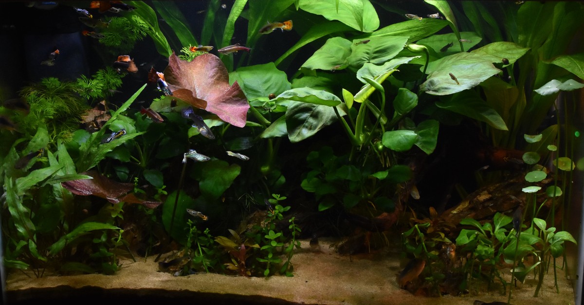 DSC_0218.JPG