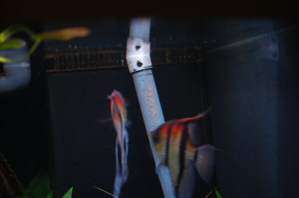 DSC_0337.JPG