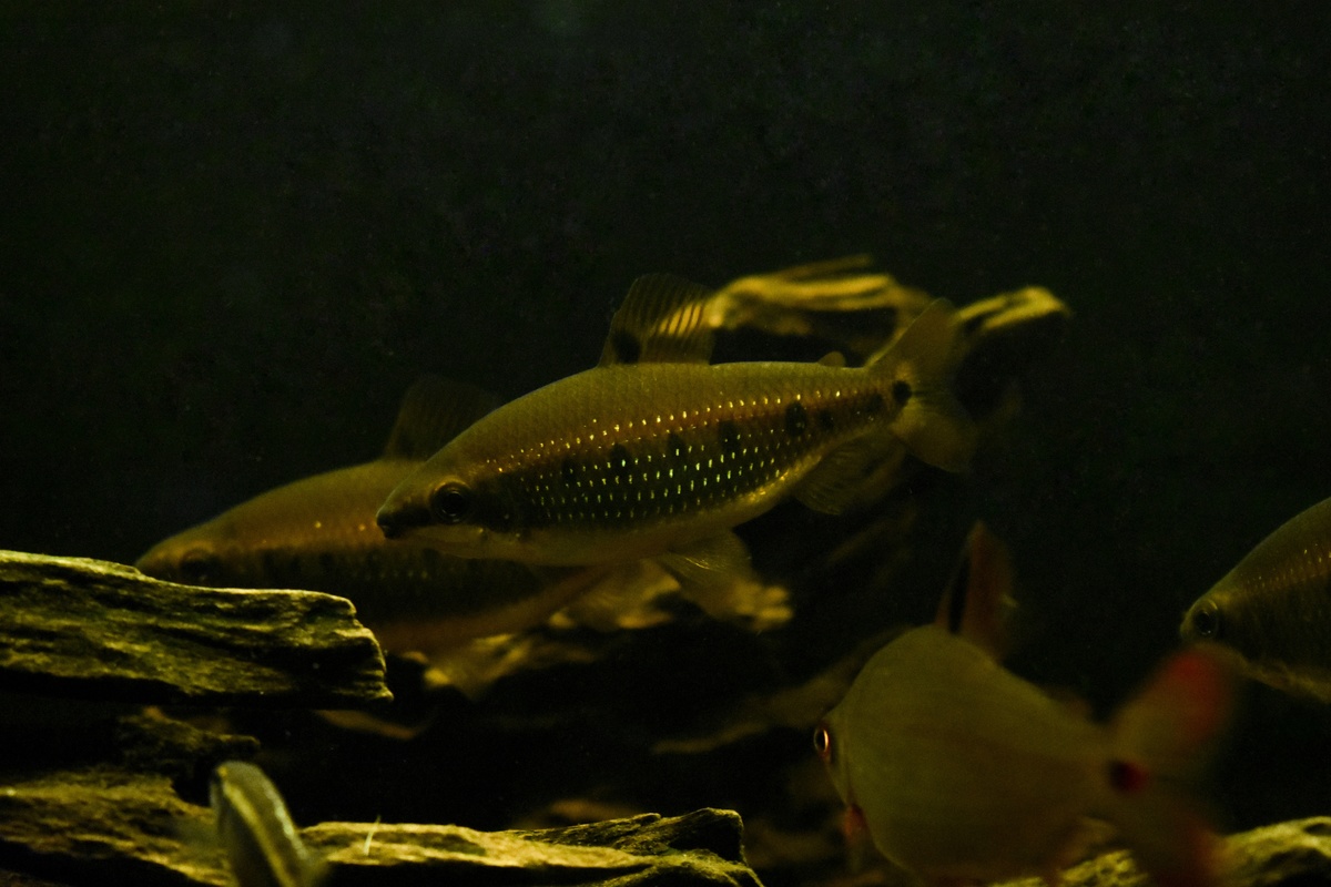DSC_0359-01.jpeg