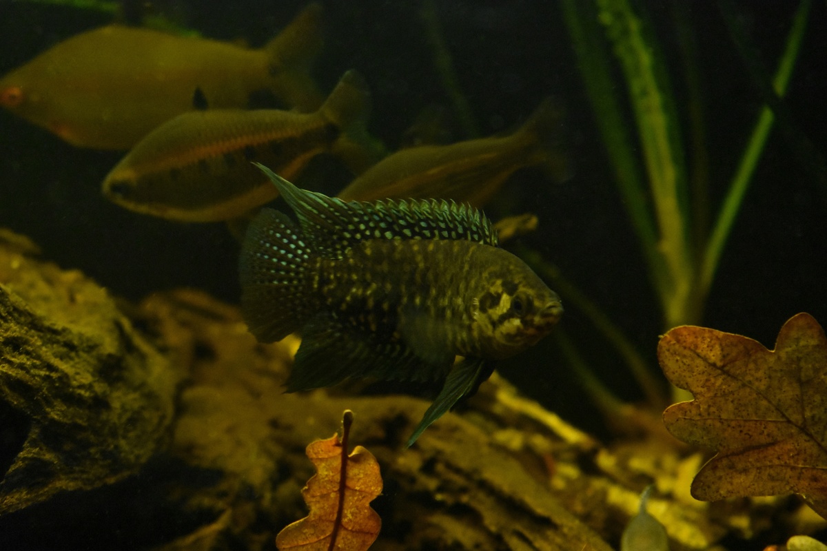 DSC_0384-01.jpeg