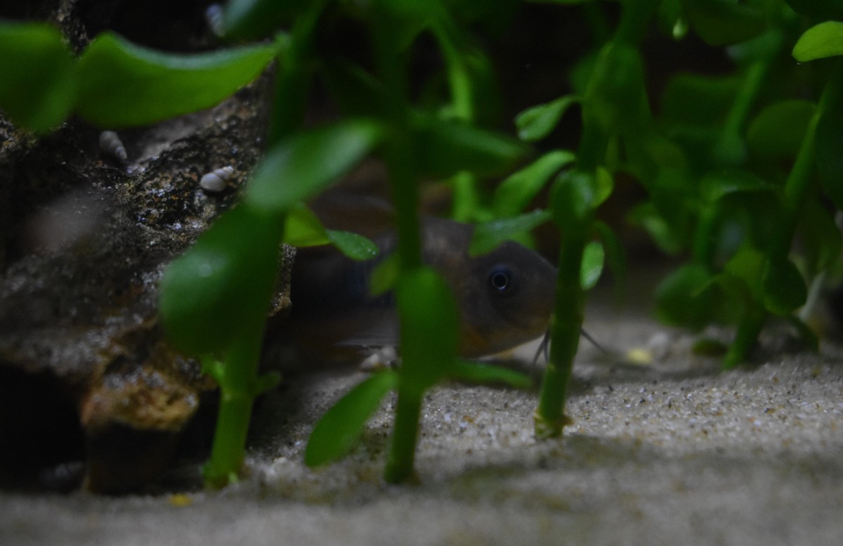 DSC_0484.JPG
