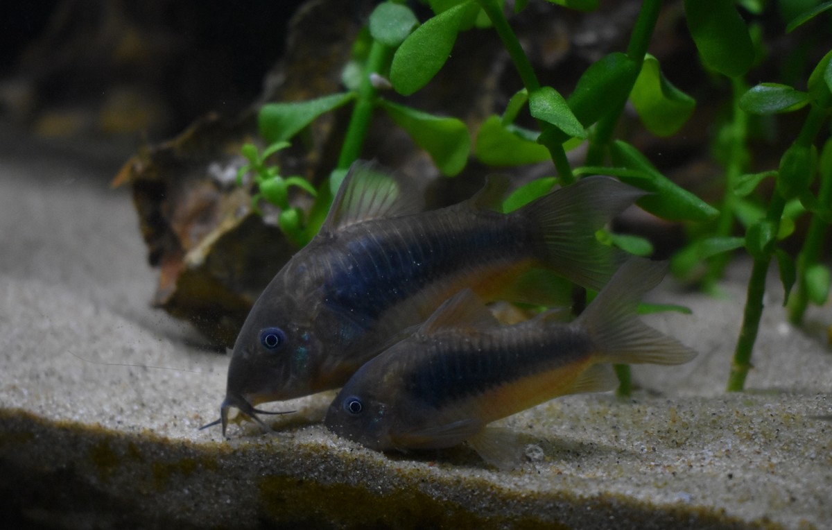 DSC_0486.JPG