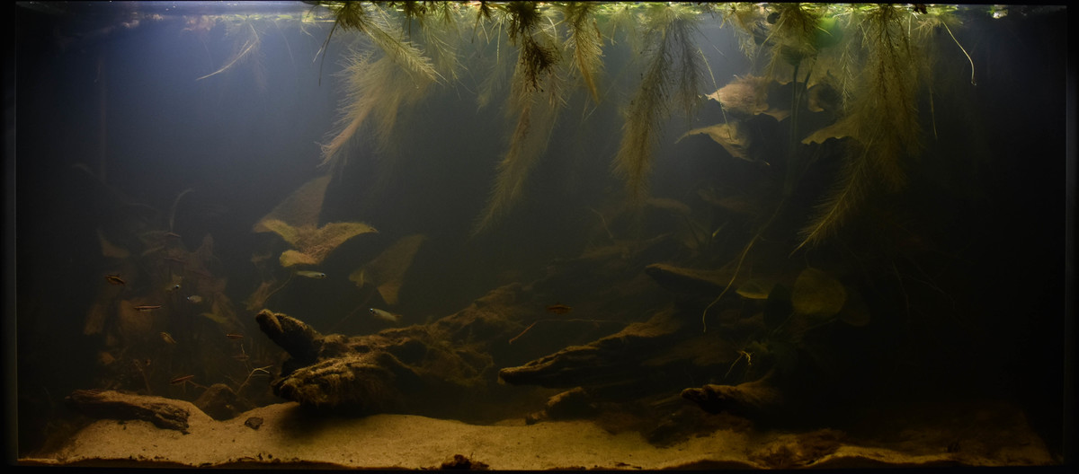 DSC_0755.jpg
