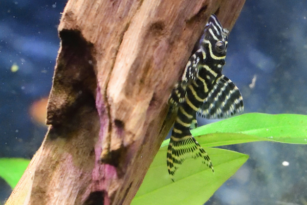 DSC_0769.jpg