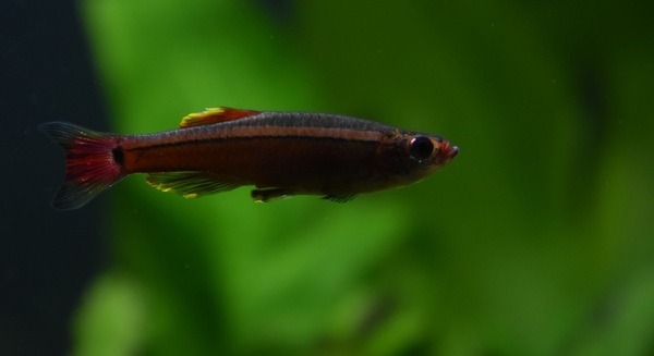 DSC_0785.JPG