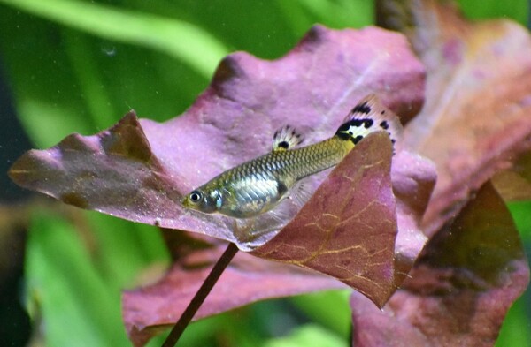 DSC_0984.JPG