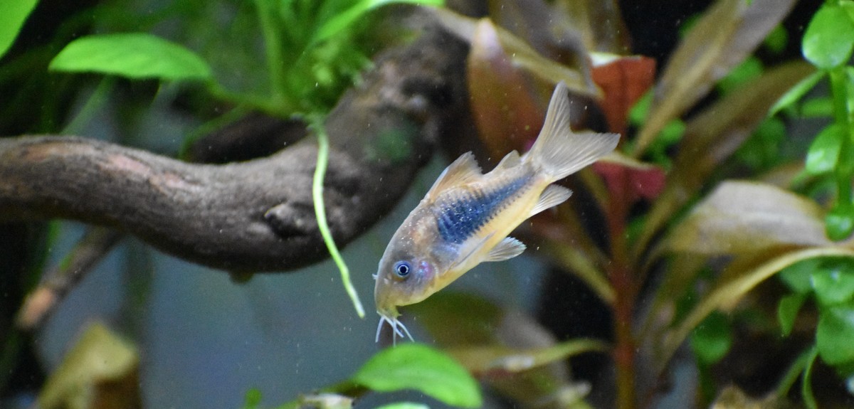 DSC_0991.JPG