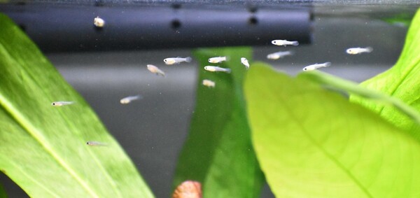 DSC_1049.JPG