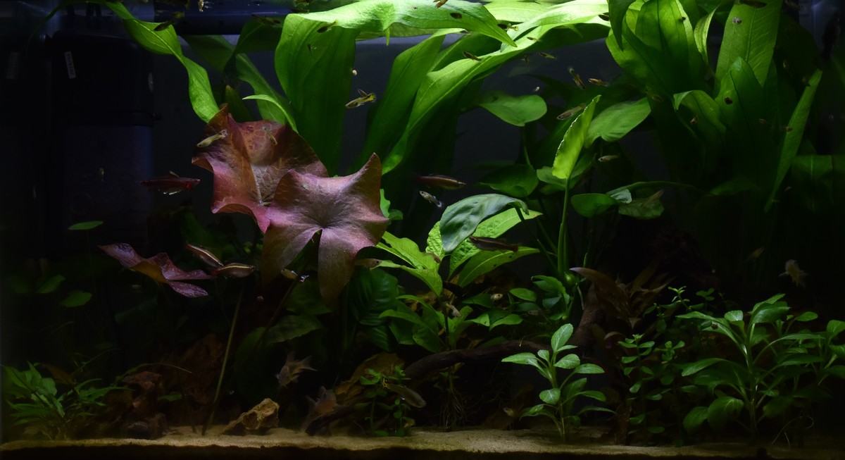 DSC_1155.JPG