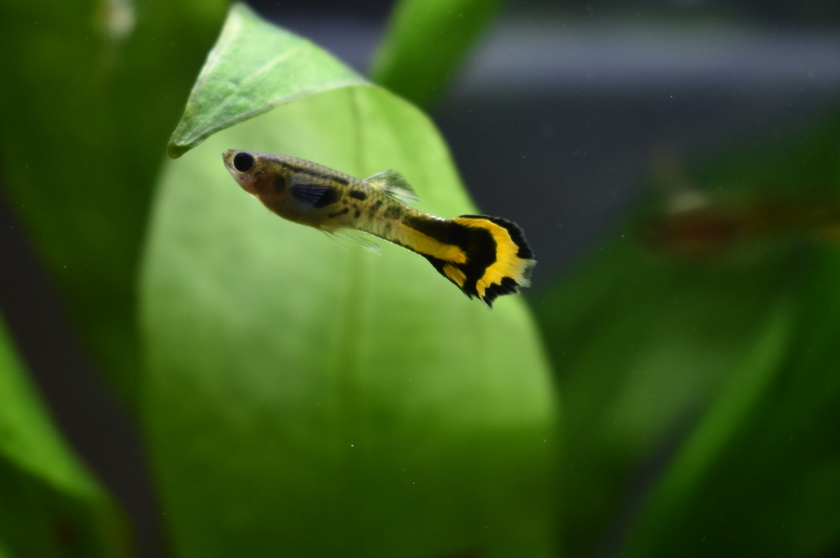 DSC_1183.JPG