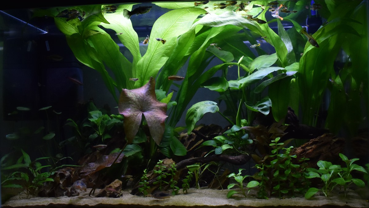 DSC_1241.JPG