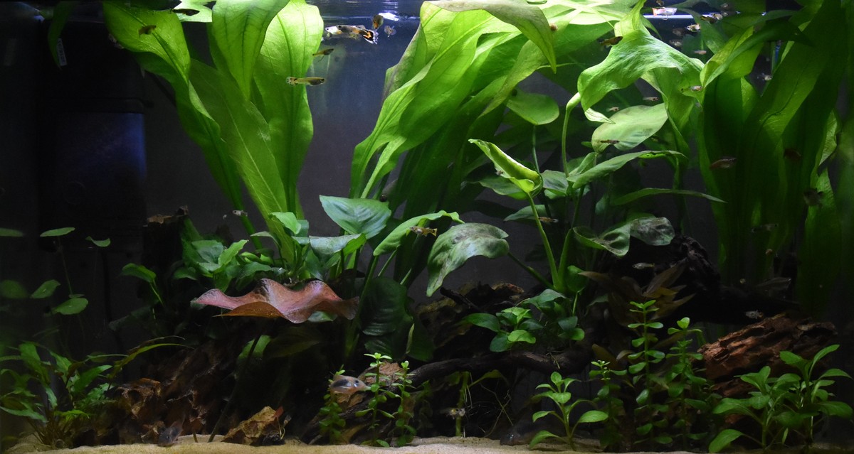 DSC_1252.JPG
