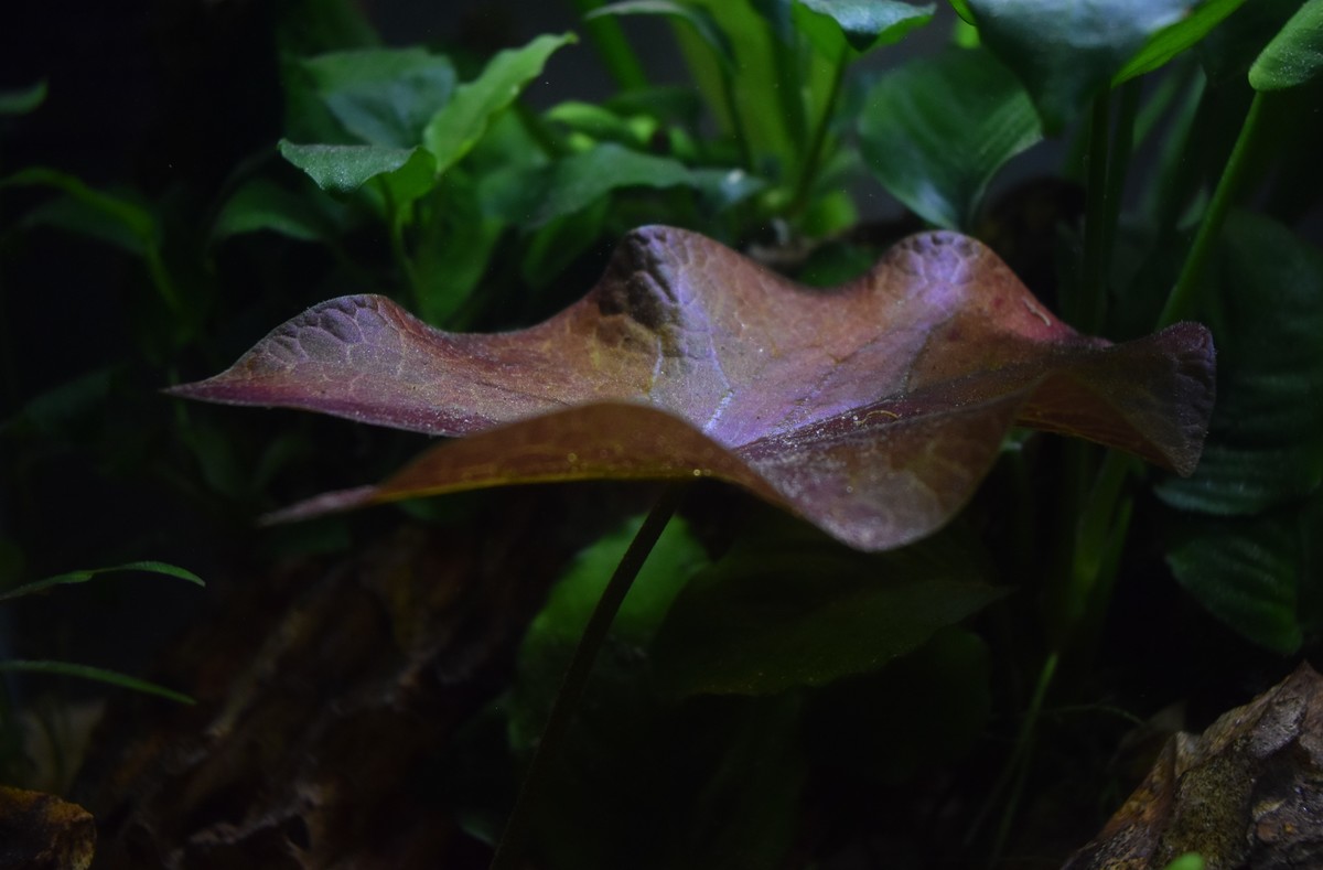 DSC_1255.JPG