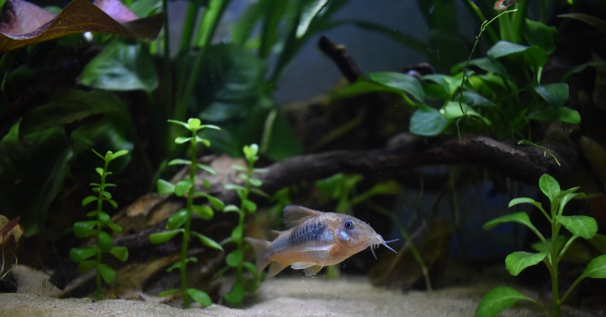 DSC_1272.JPG