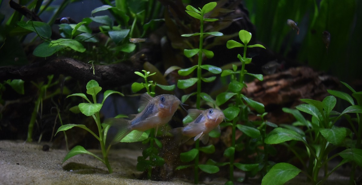 DSC_1276.JPG