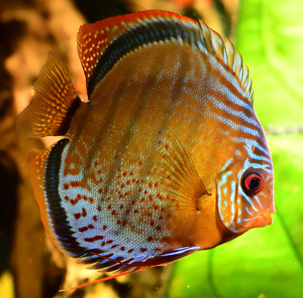 DSC_1364.jpg