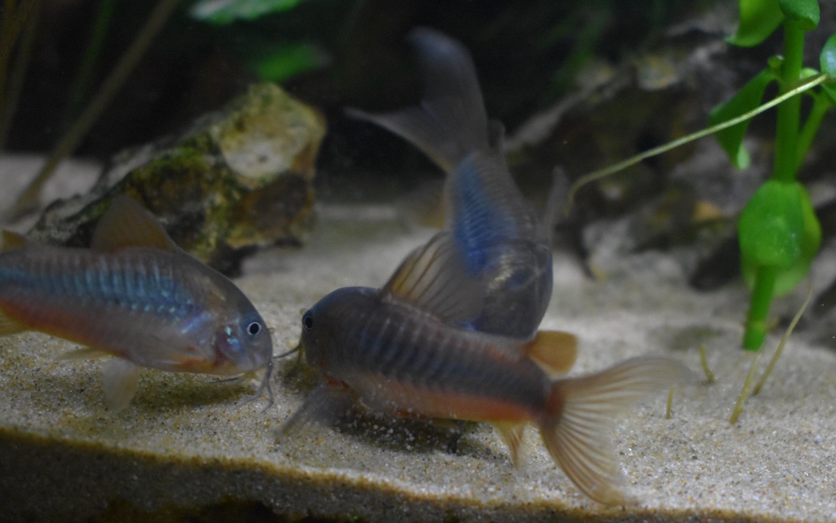 DSC_1387.JPG