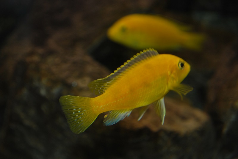 dsc_1519.jpg