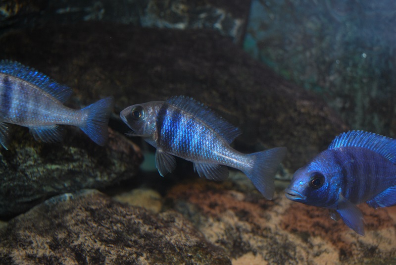 dsc_1528.jpg