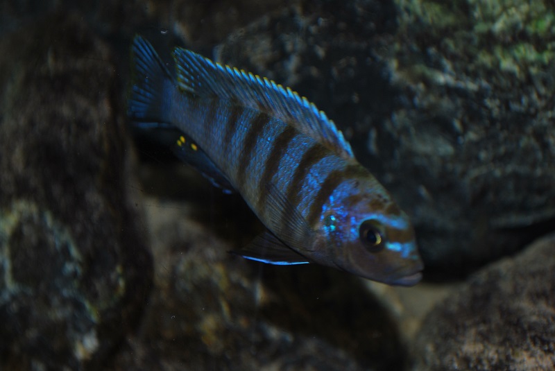 dsc_1533.jpg