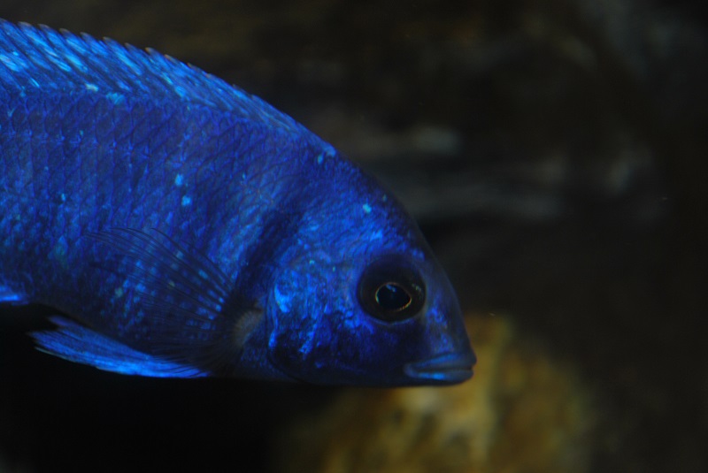 dsc_1727.jpg