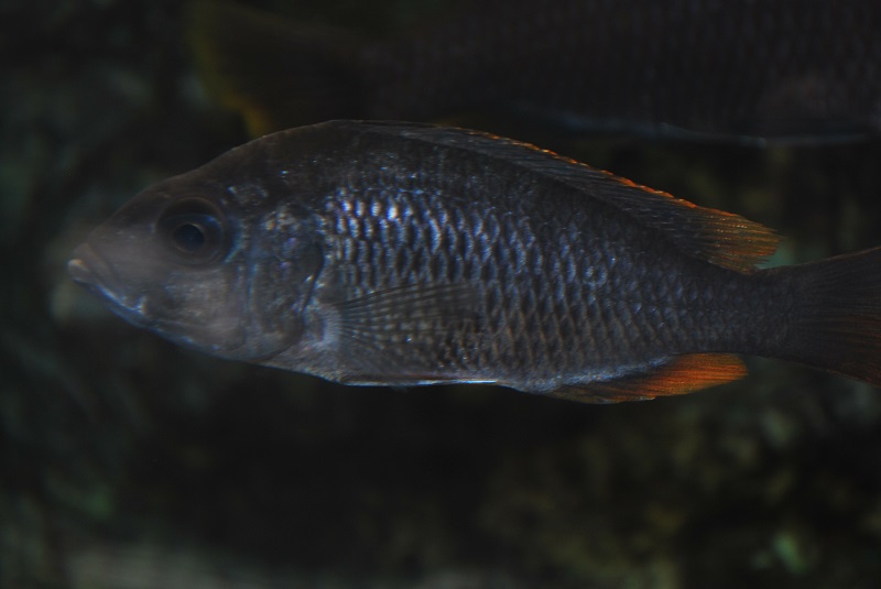 dsc_1730.jpg