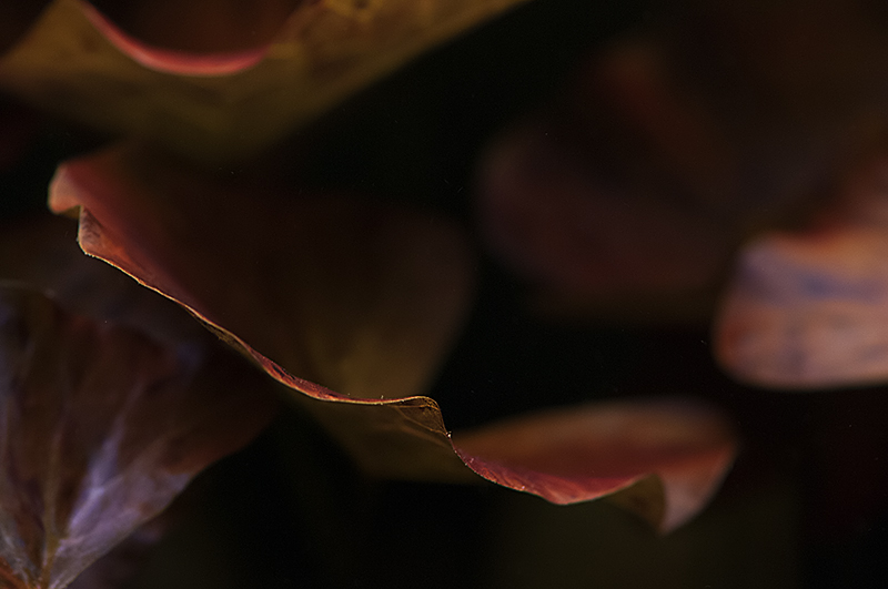 DSC_2555.jpg