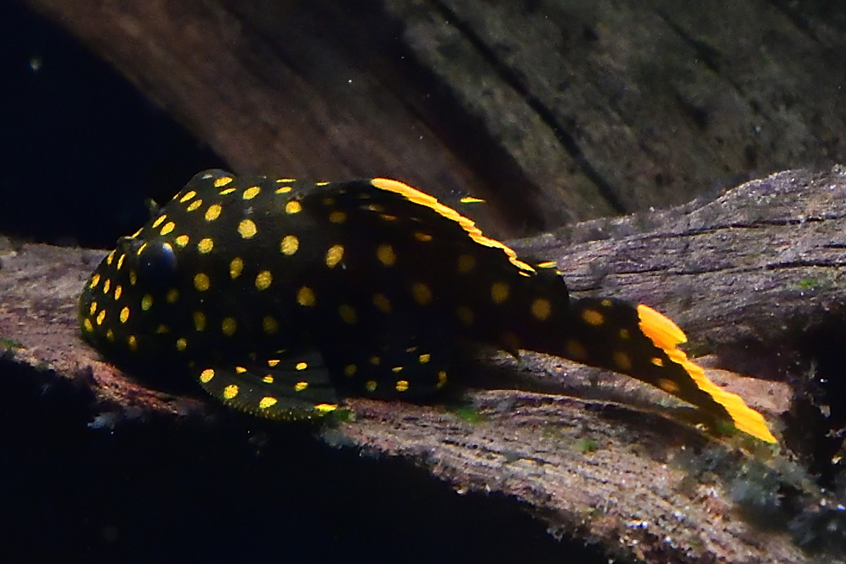 DSC_3724.jpg