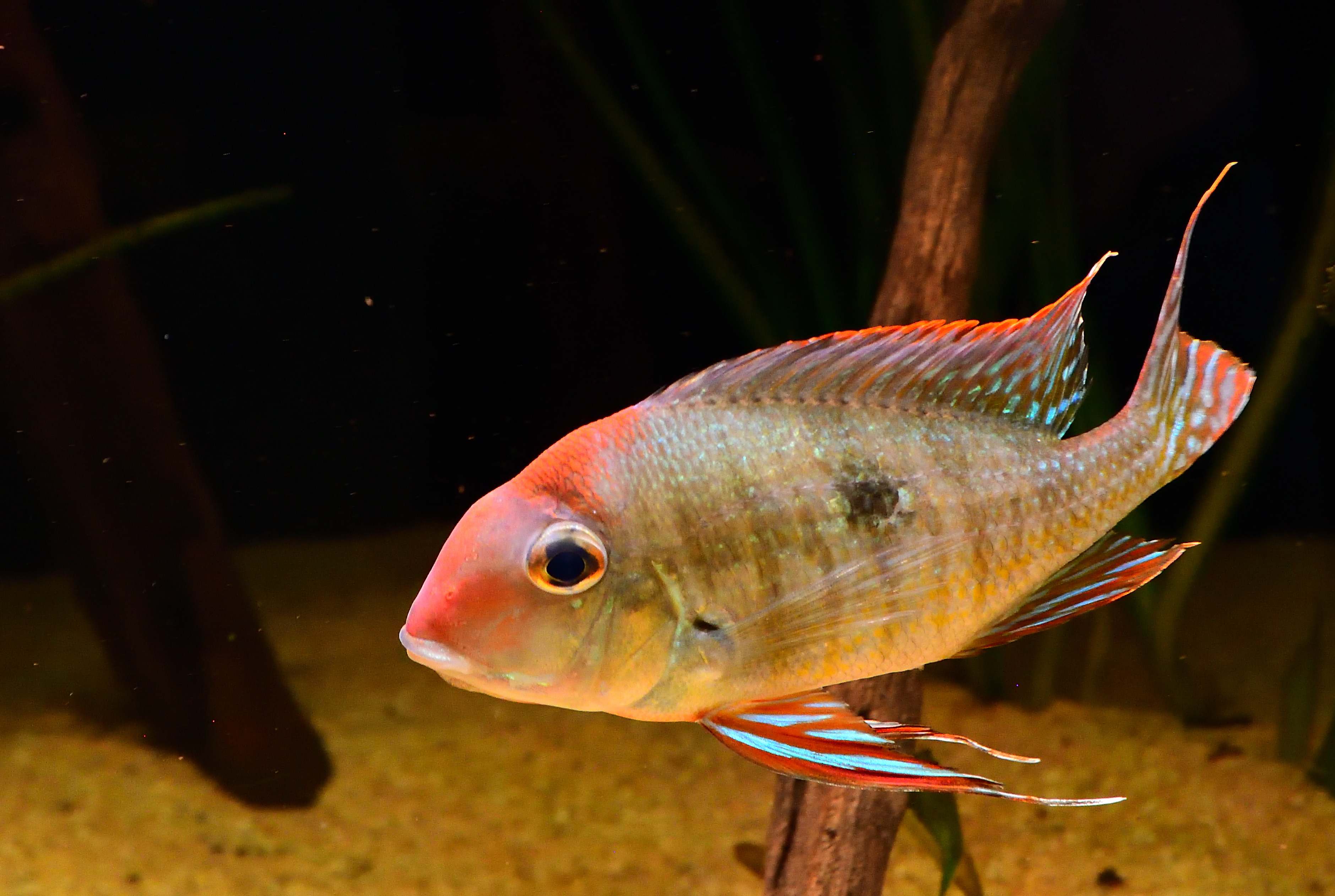DSC_7252.jpg