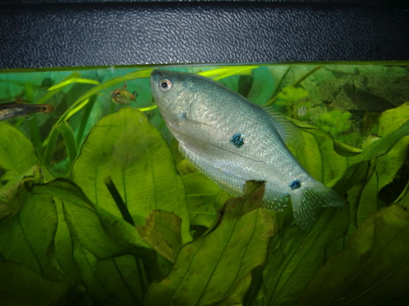 DSCF0217.JPG