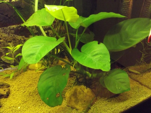 dscf1609.jpg