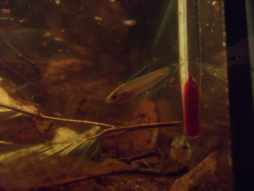 dscf2439.jpg