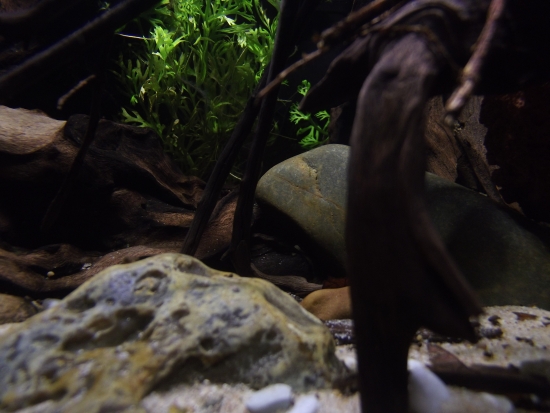 dscf2661.jpg
