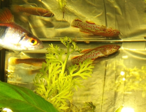 dscf2667.jpg