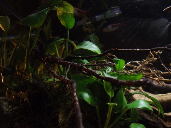 dscf2670.jpg