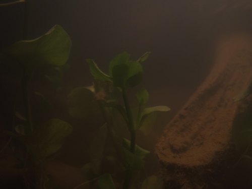 dscf3635.jpg