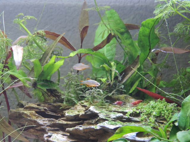 DSCN5445.jpg