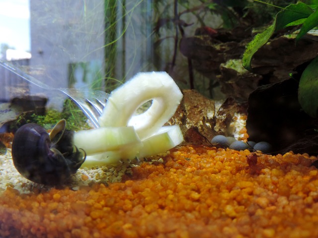 DSCN5463.jpg